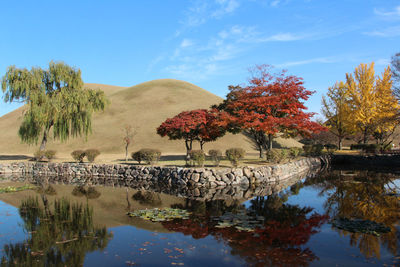 Autumn view of daereungwon royal tomb park with the blue sky in gyeongju, soutn korea