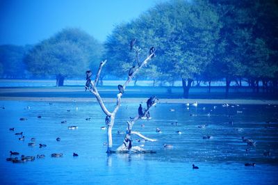 Birds flying over lake against clear blue sky
