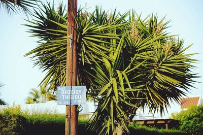 Close-up of palm tree against sky