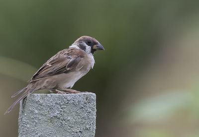 Close-up of bird perching outdoors