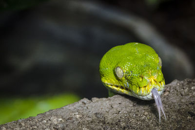 Close-up of green lizard