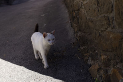 Portrait of dog standing on road