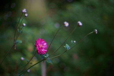 Close-up of flower blooming outdoors