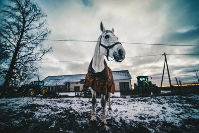 Horse cart on snow against sky