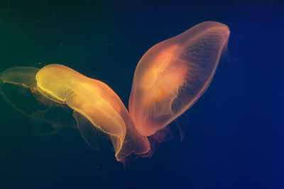 Close-up of jellyfish swimming in sea