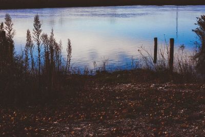 Scenic view of lake in forest