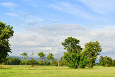 Trees on field against sky