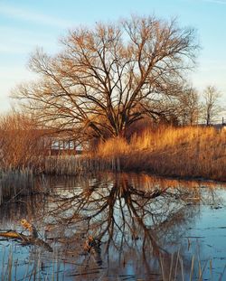 Reflection of trees in lake