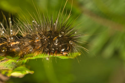 Close-up of insect on plant