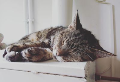 Close-up of tabby cat sleeping at home