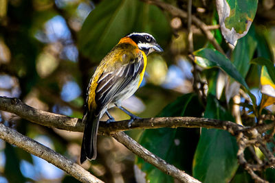 Close-up of bird perching on branch