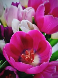 Close-up of pink flower