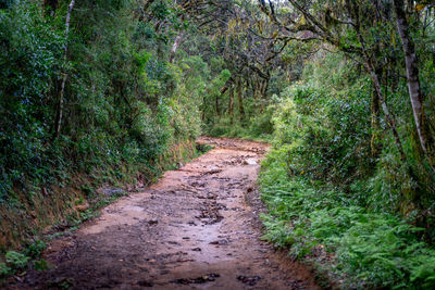 Footpath amidst trees in forest