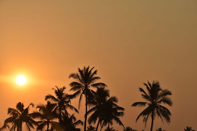 Sunset silhouette of coconut trees