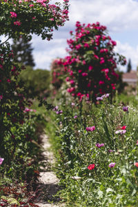 Close-up of pink flowering plants on field