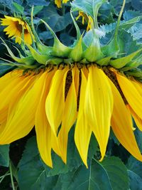 Close-up of yellow flowering plant