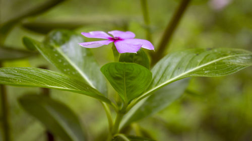 Close-up of pink flowering plant