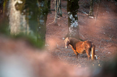 Horses in a forest