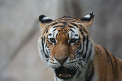 Close-up portrait of a tiger