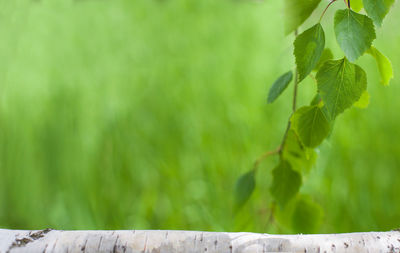 Close-up of leaves against blurred background