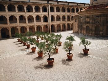 Potted plants arranged outside historic building