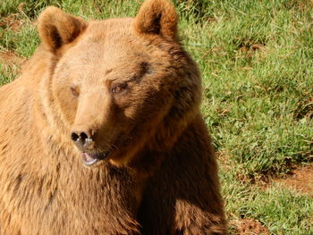 Close-up of brown bear in a field at a spanish nature reserve.