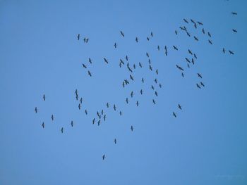 Low angle view of birds flying against clear blue sky