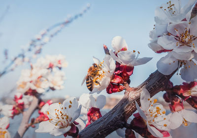 Closeup bee collecting pollen from a blooming apricot tree. honeybee and spring flowers over blue