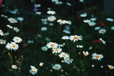 Close-up of white daisy flowers
