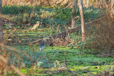 View of a turtle in the forest