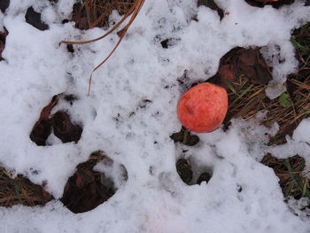 High angle view of snow on field