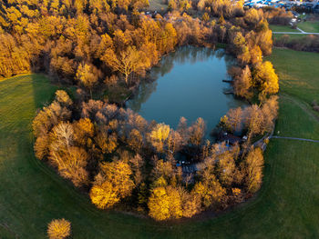 High angle view of trees in forest