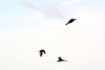 Low angle view of birds flying in sky