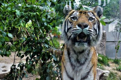 Portrait of tiger in zoo