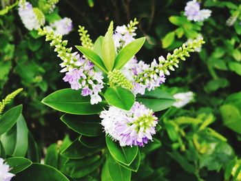 Close-up of purple flowering plant