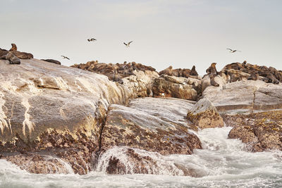 Seagulls flying over sea against sky