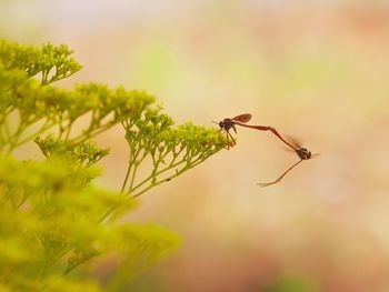 Close-up of insect on plant