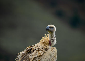 Close-up of bird perching