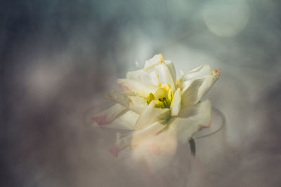 Close-up of white flower plant