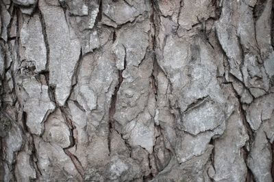 Full frame shot of rocks on tree trunk