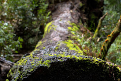 Close-up of tree in forest