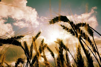 Low angle view of stalks against sky at sunset