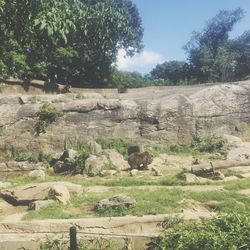 View of stone wall with trees in background