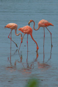 Flamingos in a wetland 