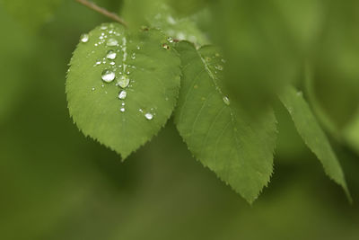 Close-up of wet plant leaves