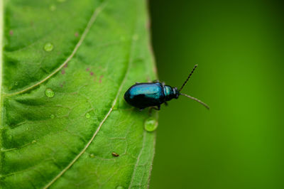 Close-up of insect on leaf