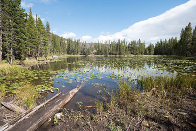 Scenic view of lake in forest against sky