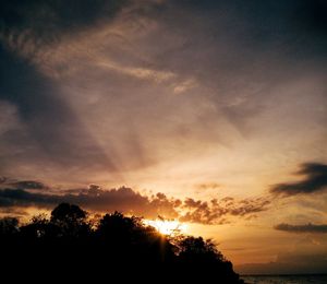 Silhouette of trees at sunset