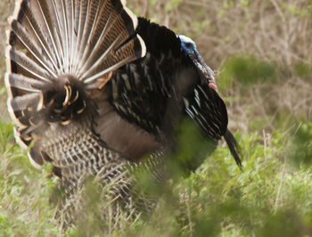 Close-up of duck on field