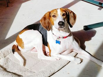 Portrait of dog sitting outdoors